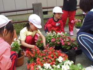 べゴニアの花を植えました べゴニアの花を植えました