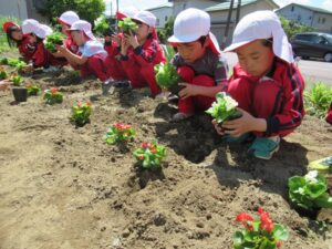 真剣な表情で植え替えています。